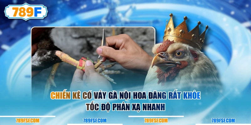 Chiến kê có vảy gà nội hoa đăng rất khỏe, tốc độ phản xạ nhanh
