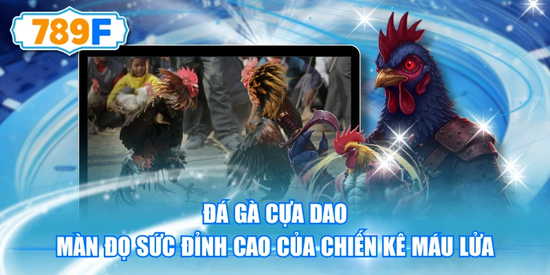 Đá Gà Cựa Dao - Màn Đọ Sức Đỉnh Cao Của Chiến Kê Máu Lửa