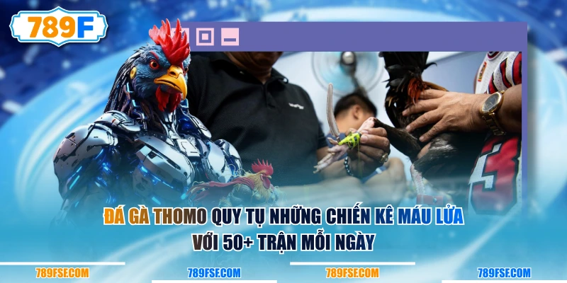 Đá gà Thomo quy tụ những chiến kê máu lửa với 50+ trận mỗi ngày